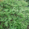 Lonicera xylosteum P2A (2)